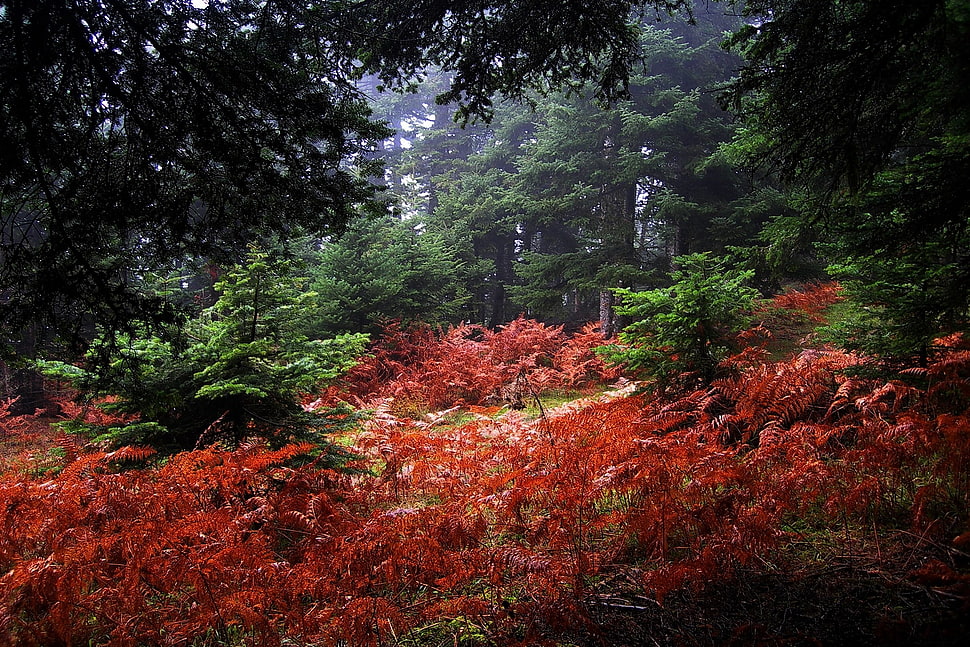 red and green leaf trees, nature, landscape, fall, mist HD wallpaper