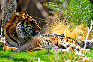 brown and black tiger lying on grass, sumatran tiger, panthera tigris sumatrae
