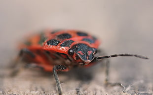 milkweed bug macro photography