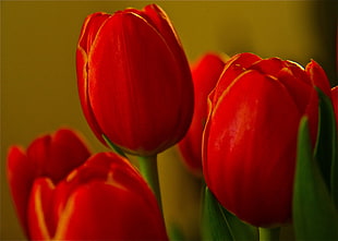 red Tulips HD wallpaper