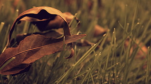 depth of field photography of dried leaves on green grass HD wallpaper