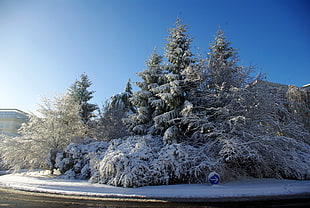 snow coated trees