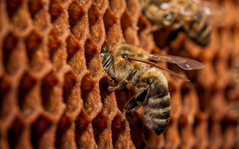closeup photo of two bees HD wallpaper