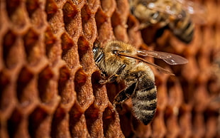 closeup photo of two bees