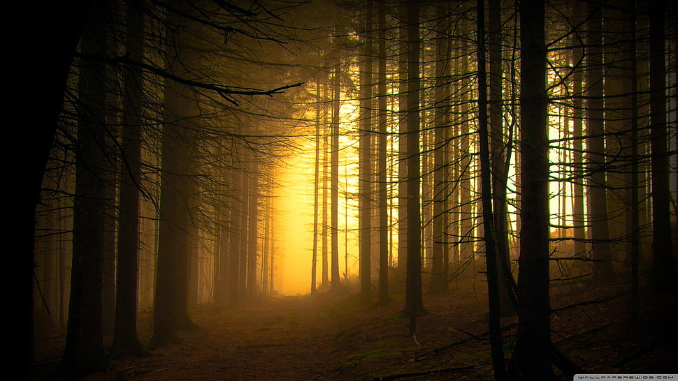 trees silhouette, forest, photography HD wallpaper