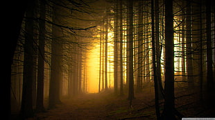 trees silhouette, forest, photography