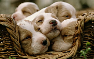 litter of tan-and-white puppies in wicker basket