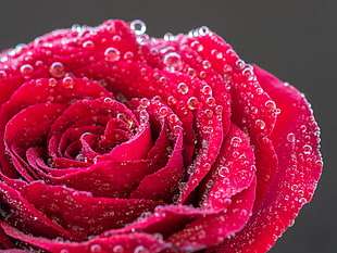 selective focus photography of red flower, rose