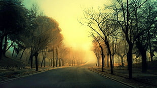 empty road between tall trees