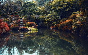 green leaf tree and body of water, nature, landscape, Japanese, garden