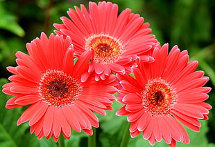three red Gerbera Daisy flowers