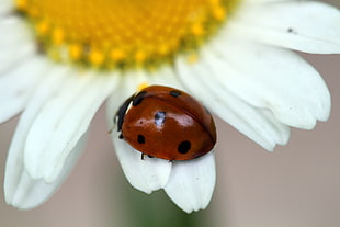 Ladybug on white daisy flower during daytime, saskatoon