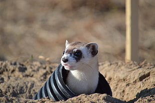 white and brown ferret on black tube at daytime, black-footed ferret, rocky mountain arsenal national wildlife refuge