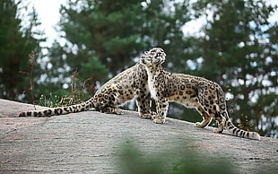 shallow photography on two jaguar during daytime