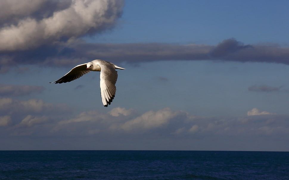 flying white and brown bird under gray skies HD wallpaper