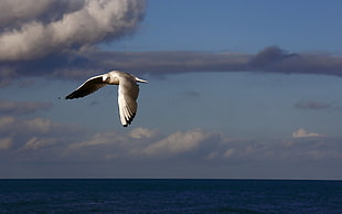 flying white and brown bird under gray skies
