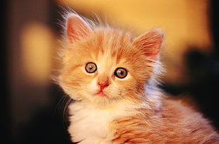 brown tabby cat photo