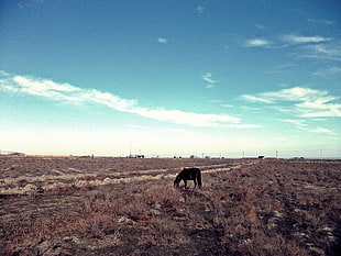 black horse in brown field during daytime