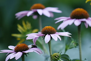 selective focus photography of Coneflowers