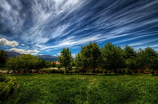 green trees surrounded by grass under blue sky and HD wallpaper