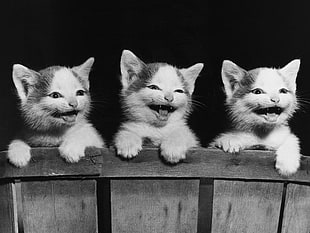 three long-fur kittens on wooden fence