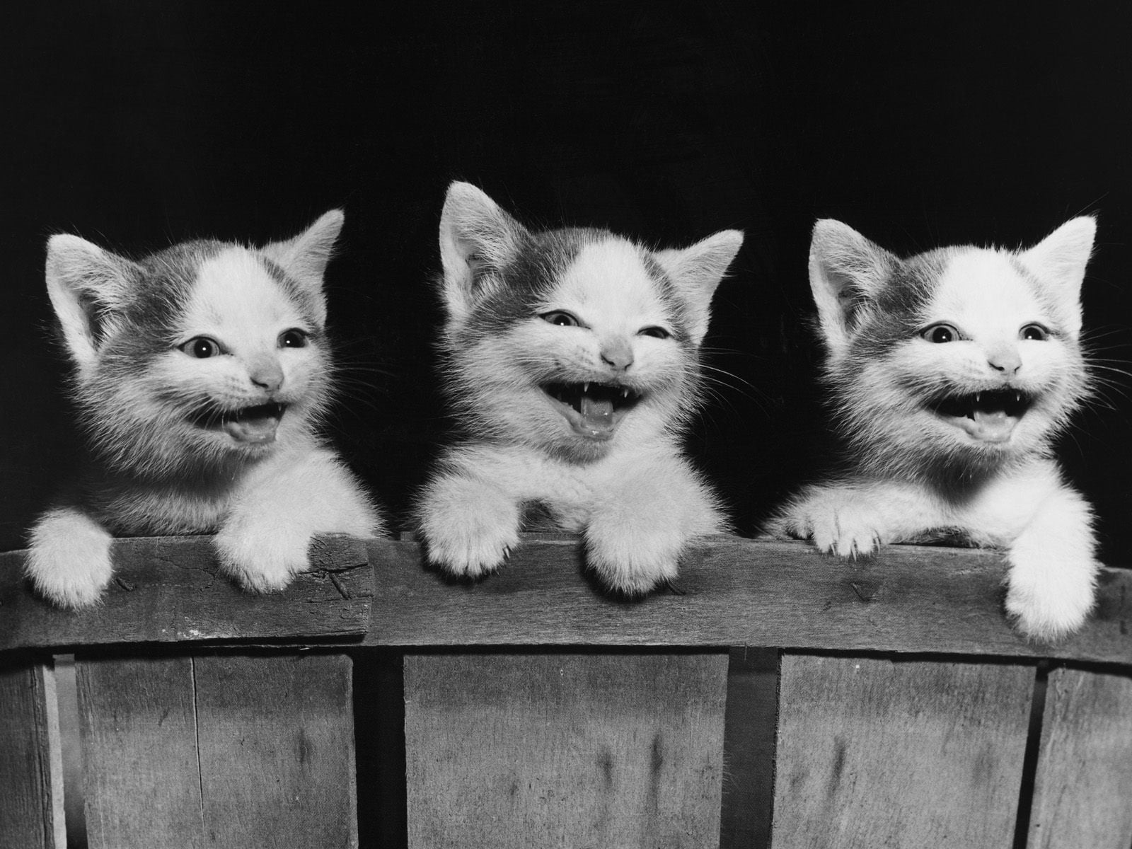 three long-fur kittens on wooden fence