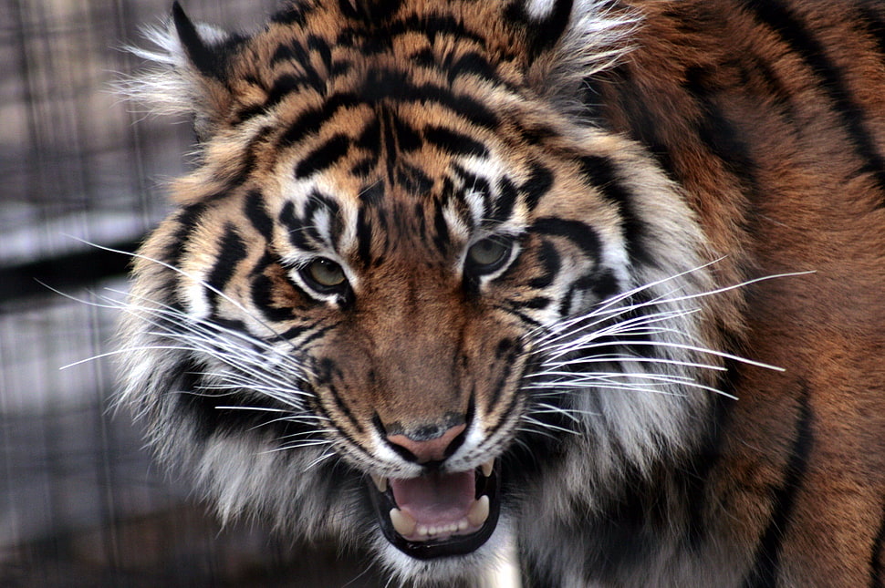 Lion photo HD wallpaper