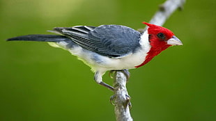 focused photo of white, gray, and red bird