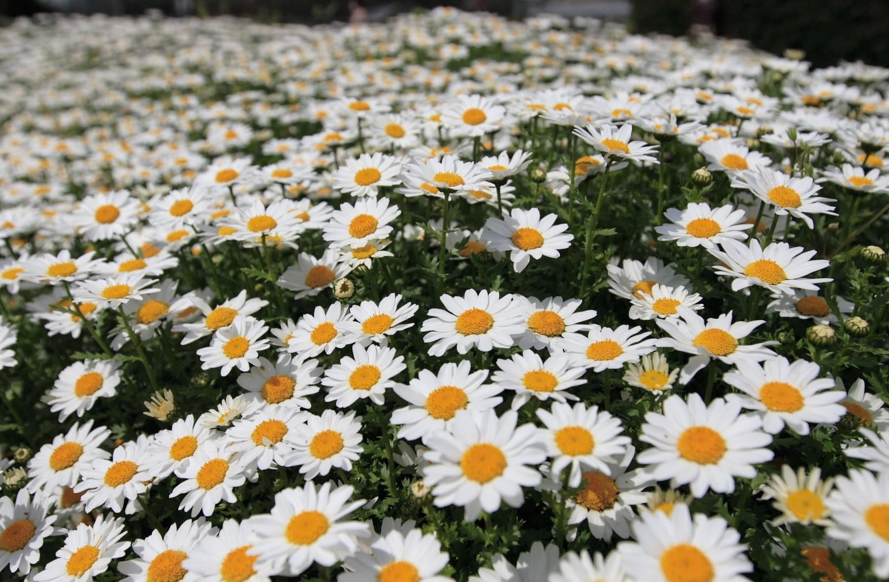 full bloomed white petaled flowers