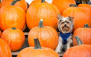 long-coated white and brown puppy along orange pumpkins