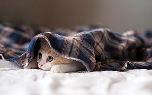 short-fur white and orange kitten, cat, kittens, hiding, pet HD wallpaper