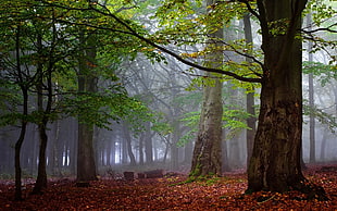photography of foggy forest