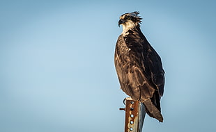 photo of black and white using Eagle eye view hunting for prey, osprey HD wallpaper