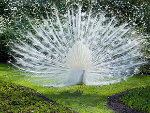 white peacock HD wallpaper