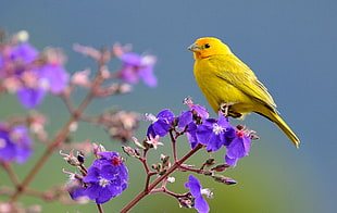 selective focus of yellow bird on purple flower, saffron finch, sicalis