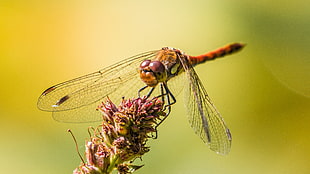 red and brown dragonfly HD wallpaper