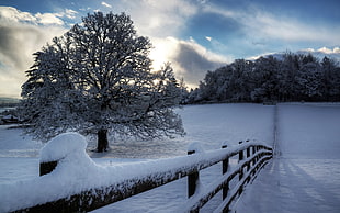 landscape photo of snowy tree under blue cloudy sky HD wallpaper