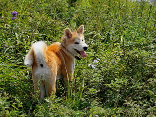 orange and white Japanese Akita puppy on grass field