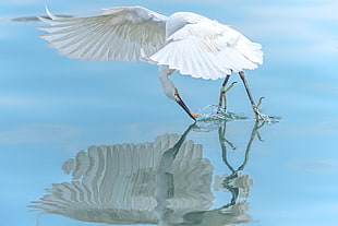 wildlife photography of white crane getting a fish HD wallpaper