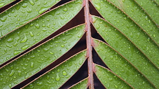 green leafed plant, nature, leaves, closeup, macro