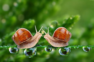 two brown snails beside dew drops