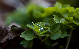 green leaf plant with droplets in close-up photo