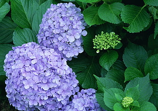 close up photography of purple hydrangeas