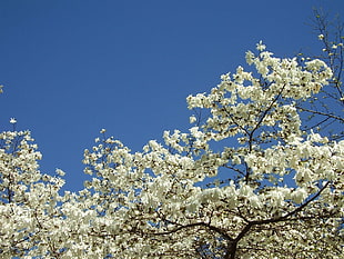 white blossom tree low-angle photography at daytime