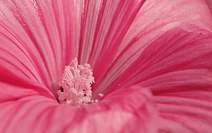 closed up photo of pink hibiscus HD wallpaper