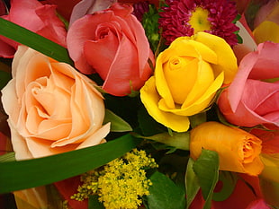 close-up photo of yellow, pink, and red roses in bloom