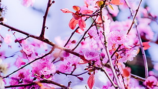 macro shot photography of pink flowers