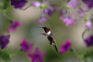 focus shot of white, red, and black Hummingbird flying