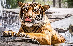 adult orange and black tiger, tiger, animals, big cats HD wallpaper