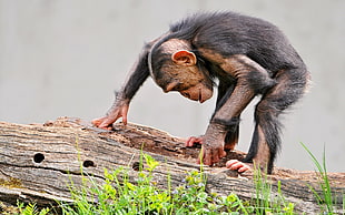 monkey standing on wood HD wallpaper